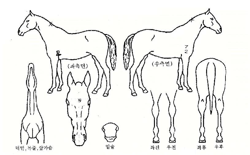 ¿µ±¤ÁúÁÖÀÇ Ãø¸é,¿ì¸é,µÞ¸é,µÎ»ó,´Ù¸®ÀÇ Æ¯Â¡µµÇØ