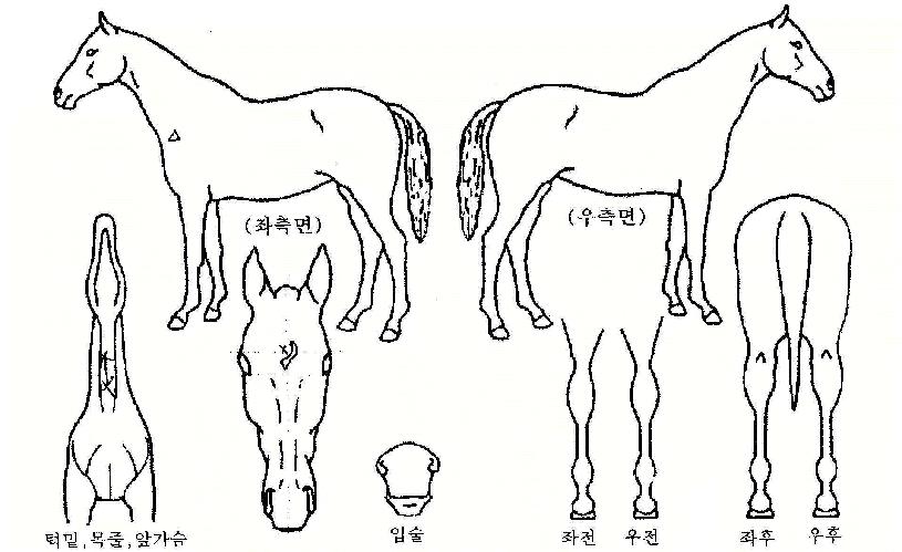 õ±¹ÀÇȯȣÀÇ Ãø¸é,¿ì¸é,µÞ¸é,µÎ»ó,´Ù¸®ÀÇ Æ¯Â¡µµÇØ