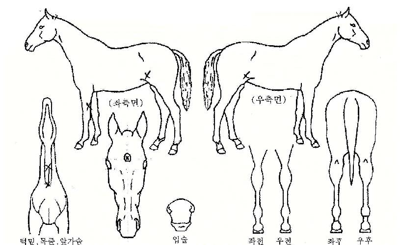 ¹Ì·¡Ã¢Á¶ÀÇ Ãø¸é,¿ì¸é,µÞ¸é,µÎ»ó,´Ù¸®ÀÇ Æ¯Â¡µµÇØ