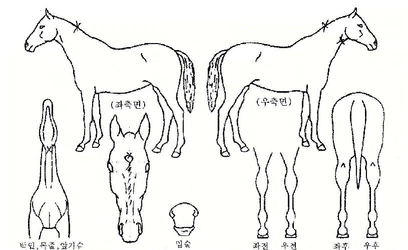 ¹Ù¿Àīī¿ÀÀÚ¸¶ÀÇ Ãø¸é,¿ì¸é,µÞ¸é,µÎ»ó,´Ù¸®ÀÇ Æ¯Â¡µµÇØ