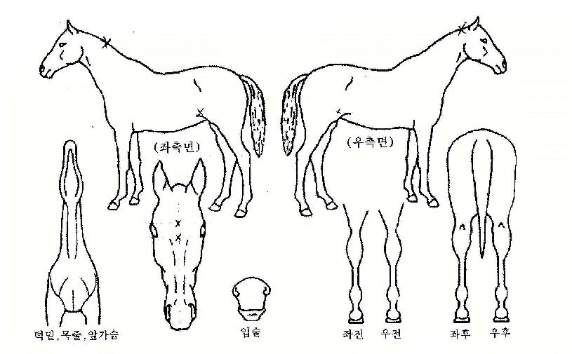 ¹öµé°¡ÁöÀÇ Ãø¸é,¿ì¸é,µÞ¸é,µÎ»ó,´Ù¸®ÀÇ Æ¯Â¡µµÇØ