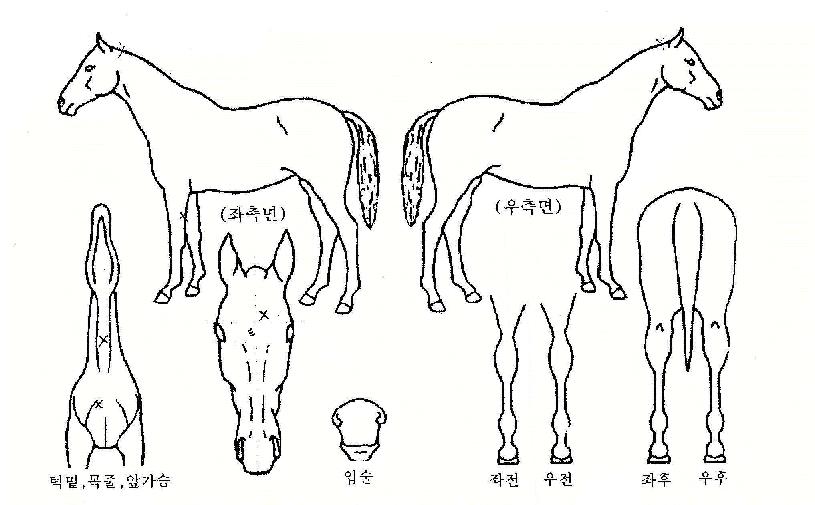 ¹ß»óÁöÀÇ Ãø¸é,¿ì¸é,µÞ¸é,µÎ»ó,´Ù¸®ÀÇ Æ¯Â¡µµÇØ