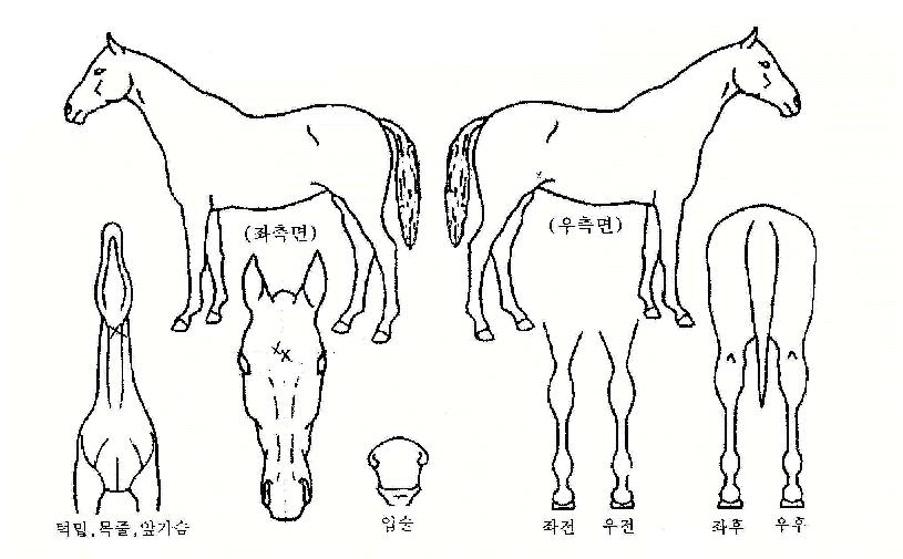 µµ·ç¿ÕÀÇ Ãø¸é,¿ì¸é,µÞ¸é,µÎ»ó,´Ù¸®ÀÇ Æ¯Â¡µµÇØ