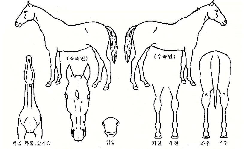 ´ë¾îÀÇ Ãø¸é,¿ì¸é,µÞ¸é,µÎ»ó,´Ù¸®ÀÇ Æ¯Â¡µµÇØ