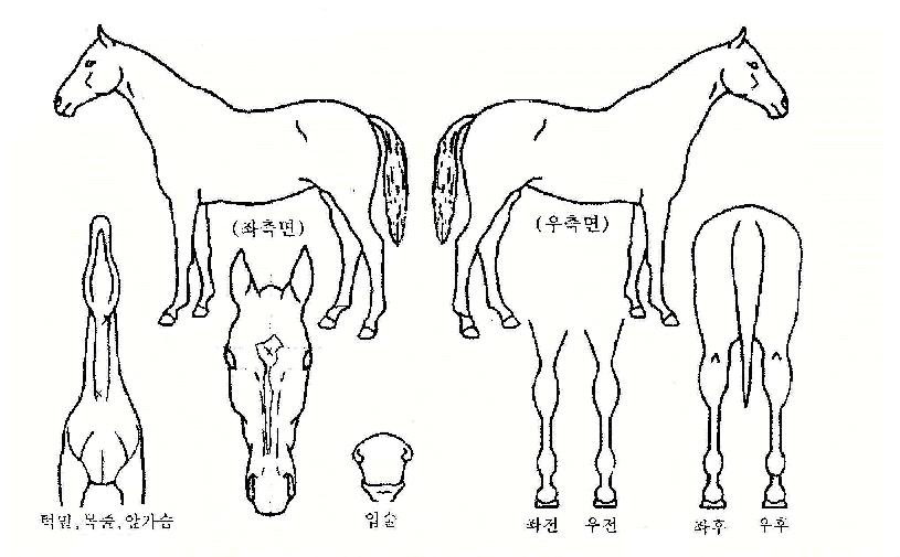 ³ªºñÃàÁ¦ÀÇ Ãø¸é,¿ì¸é,µÞ¸é,µÎ»ó,´Ù¸®ÀÇ Æ¯Â¡µµÇØ