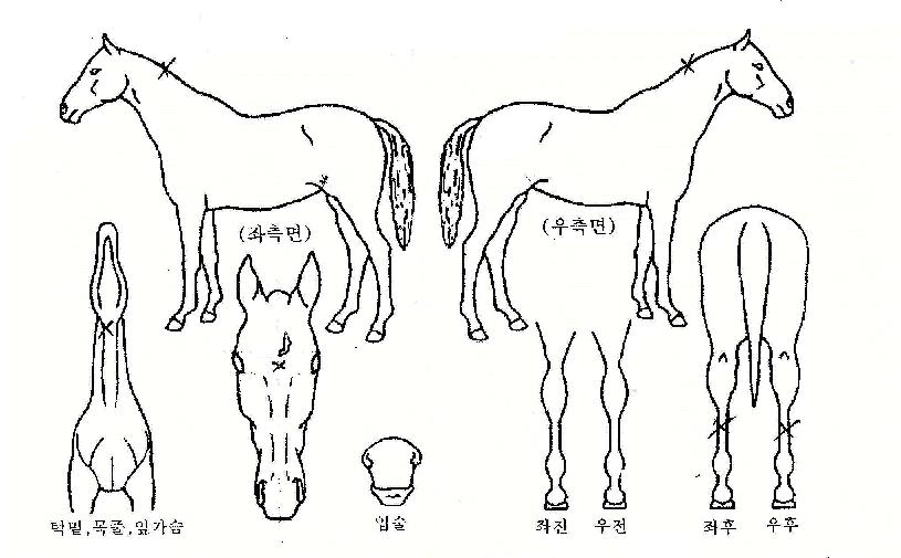 ±ÂÇÁ·»µåÀÇ Ãø¸é,¿ì¸é,µÞ¸é,µÎ»ó,´Ù¸®ÀÇ Æ¯Â¡µµÇØ