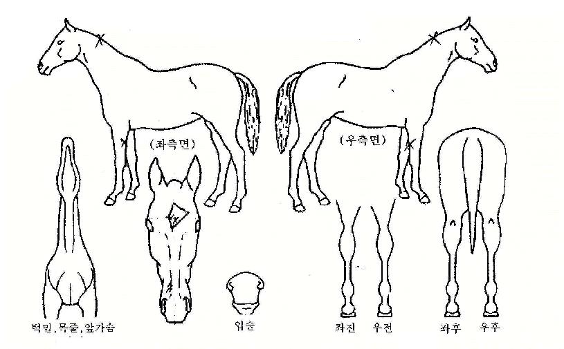 ÆÅ½Ã¸®¾î³ÍÀÚ¸¶ÀÇ Ãø¸é,¿ì¸é,µÞ¸é,µÎ»ó,´Ù¸®ÀÇ Æ¯Â¡µµÇØ