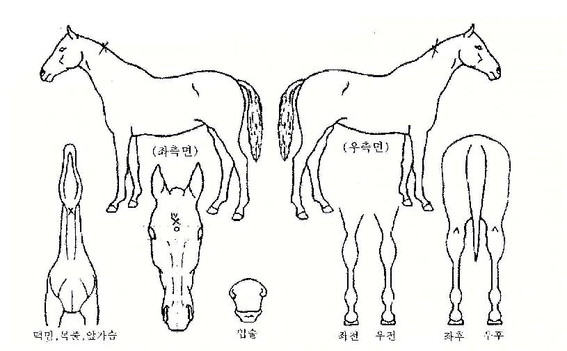 Å«º°ÀÚ¸¶ÀÇ Ãø¸é,¿ì¸é,µÞ¸é,µÎ»ó,´Ù¸®ÀÇ Æ¯Â¡µµÇØ