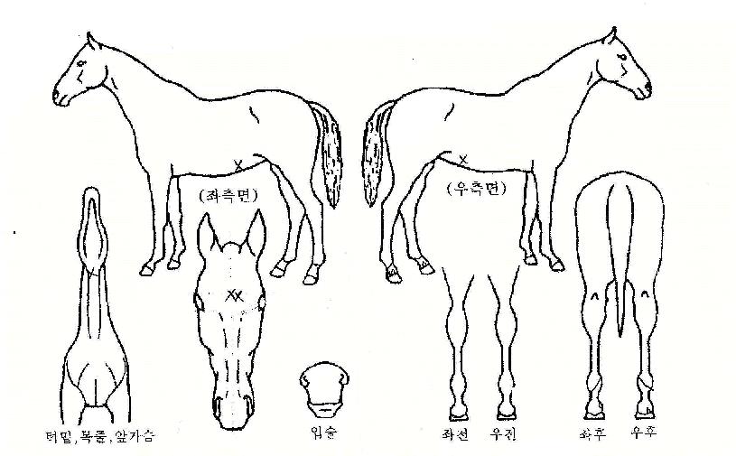¸ÞÀÌÅ©¿À¹öÀÚ¸¶ÀÇ Ãø¸é,¿ì¸é,µÞ¸é,µÎ»ó,´Ù¸®ÀÇ Æ¯Â¡µµÇØ