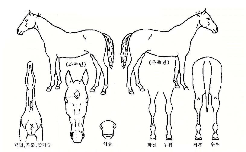 ½ºÅ¸¿¹¾àÀÚ¸¶ÀÇ Ãø¸é,¿ì¸é,µÞ¸é,µÎ»ó,´Ù¸®ÀÇ Æ¯Â¡µµÇØ