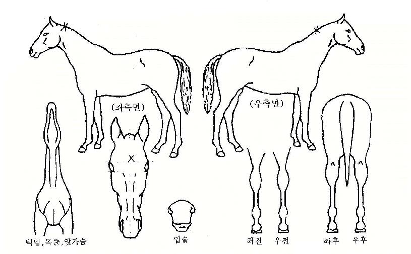 ÆÄÀ̳ÎÇdz¯·¹ÀÇ Ãø¸é,¿ì¸é,µÞ¸é,µÎ»ó,´Ù¸®ÀÇ Æ¯Â¡µµÇØ