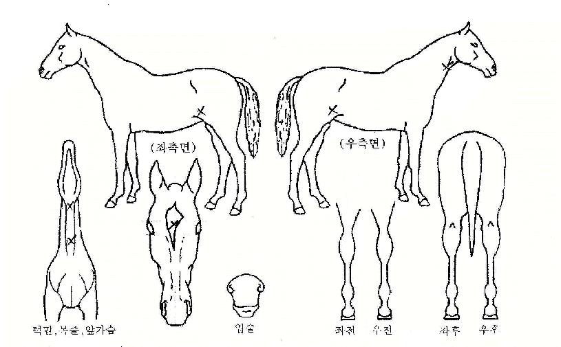 ºò´ÙÀ̾ƸóµåÀÇ Ãø¸é,¿ì¸é,µÞ¸é,µÎ»ó,´Ù¸®ÀÇ Æ¯Â¡µµÇØ
