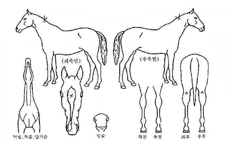 ¿¬Âø·úÀÇ Ãø¸é,¿ì¸é,µÞ¸é,µÎ»ó,´Ù¸®ÀÇ Æ¯Â¡µµÇØ