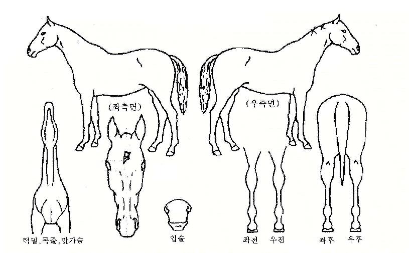 Á¤»óÇàÁøÀÇ Ãø¸é,¿ì¸é,µÞ¸é,µÎ»ó,´Ù¸®ÀÇ Æ¯Â¡µµÇØ