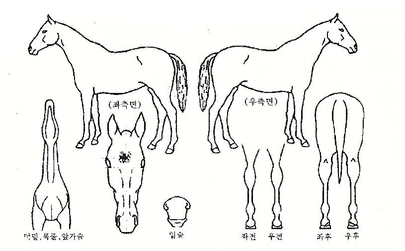 »õ¹ÌÅ丮ÀÚ¸¶ÀÇ Ãø¸é,¿ì¸é,µÞ¸é,µÎ»ó,´Ù¸®ÀÇ Æ¯Â¡µµÇØ