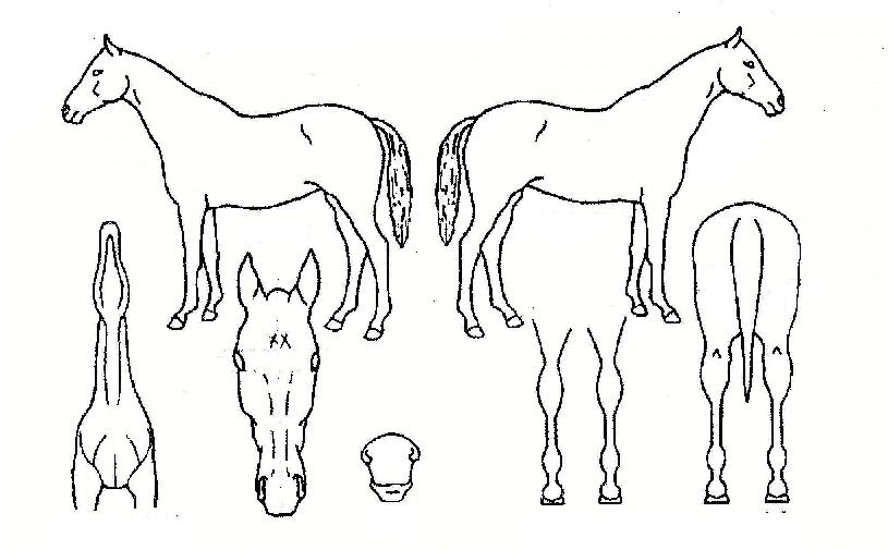 Çö¸ðÀÇ Ãø¸é,¿ì¸é,µÞ¸é,µÎ»ó,´Ù¸®ÀÇ Æ¯Â¡µµÇØ