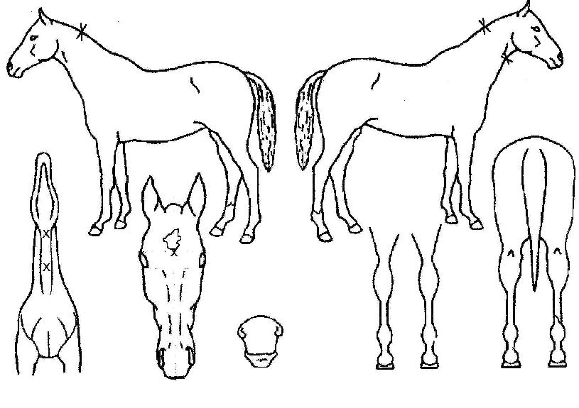 ´Ïµå³ëÀÎÆ®·¯´ö¼ÇÀÇ Ãø¸é,¿ì¸é,µÞ¸é,µÎ»ó,´Ù¸®ÀÇ Æ¯Â¡µµÇØ