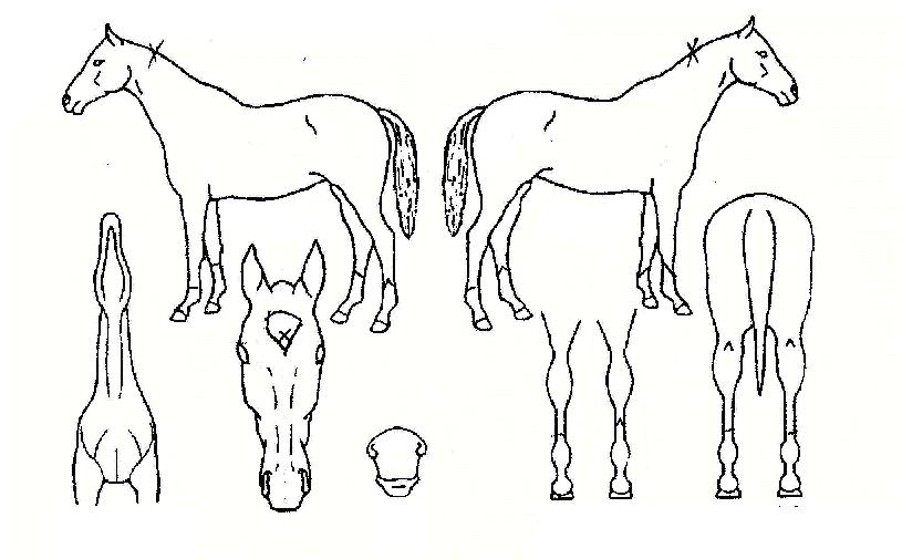 ¿À¹é¿ÕÀÚÀÇ Ãø¸é,¿ì¸é,µÞ¸é,µÎ»ó,´Ù¸®ÀÇ Æ¯Â¡µµÇØ