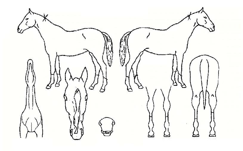 ¿îÀå»êÀÇ Ãø¸é,¿ì¸é,µÞ¸é,µÎ»ó,´Ù¸®ÀÇ Æ¯Â¡µµÇØ