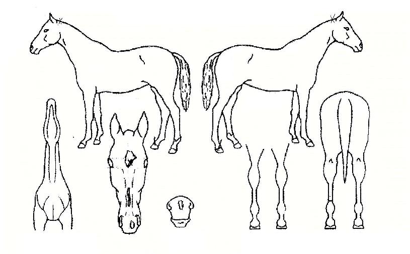 ´ÞÀÎÀÇ Ãø¸é,¿ì¸é,µÞ¸é,µÎ»ó,´Ù¸®ÀÇ Æ¯Â¡µµÇØ