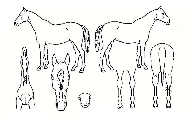 À¯¸²ÀÇ Ãø¸é,¿ì¸é,µÞ¸é,µÎ»ó,´Ù¸®ÀÇ Æ¯Â¡µµÇØ