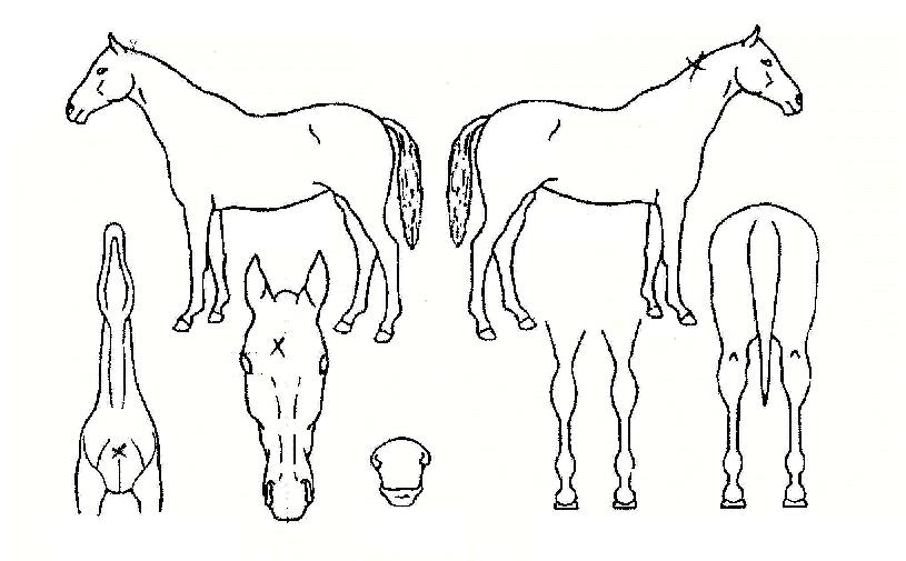 ÀïÀïÇÑÀÇ Ãø¸é,¿ì¸é,µÞ¸é,µÎ»ó,´Ù¸®ÀÇ Æ¯Â¡µµÇØ