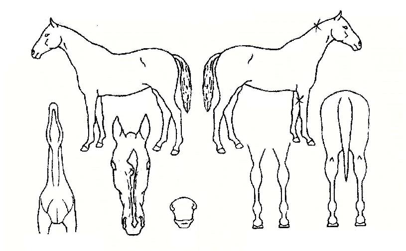 ¼±µ¥À̽º¸¶ÀÏÀÇ Ãø¸é,¿ì¸é,µÞ¸é,µÎ»ó,´Ù¸®ÀÇ Æ¯Â¡µµÇØ