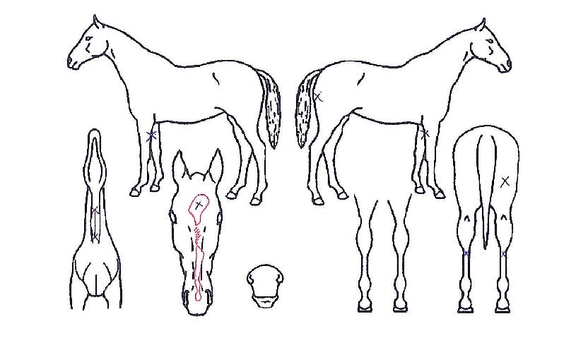 ¿©Ç³¸¸¼¼ÀÇ Ãø¸é,¿ì¸é,µÞ¸é,µÎ»ó,´Ù¸®ÀÇ Æ¯Â¡µµÇØ