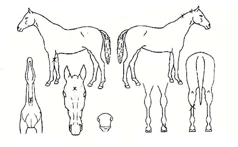 ÁÖ¾ó¸®ÄýÀÇ Ãø¸é,¿ì¸é,µÞ¸é,µÎ»ó,´Ù¸®ÀÇ Æ¯Â¡µµÇØ