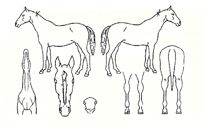 Èñ¹æ»çÀÇ Ãø¸é,¿ì¸é,µÞ¸é,µÎ»ó,´Ù¸®ÀÇ Æ¯Â¡µµÇØ