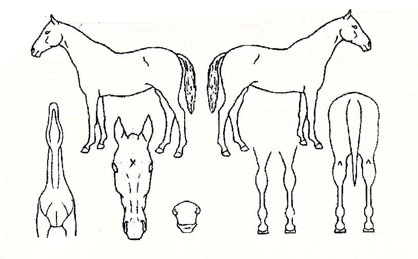 Ä¿ÇÁ¸®¼Å½ºÇ÷µÀÚ¸¶ÀÇ Ãø¸é,¿ì¸é,µÞ¸é,µÎ»ó,´Ù¸®ÀÇ Æ¯Â¡µµÇØ