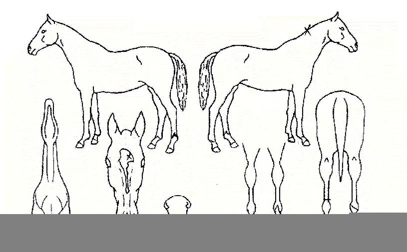 ÄáÄí¸£ÀÇ Ãø¸é,¿ì¸é,µÞ¸é,µÎ»ó,´Ù¸®ÀÇ Æ¯Â¡µµÇØ