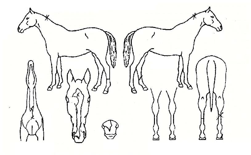 ¼öÆÛÇØ¸ÓÀÇ Ãø¸é,¿ì¸é,µÞ¸é,µÎ»ó,´Ù¸®ÀÇ Æ¯Â¡µµÇØ