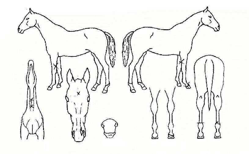 ¸·°Á¦ÀÏÀÇ Ãø¸é,¿ì¸é,µÞ¸é,µÎ»ó,´Ù¸®ÀÇ Æ¯Â¡µµÇØ