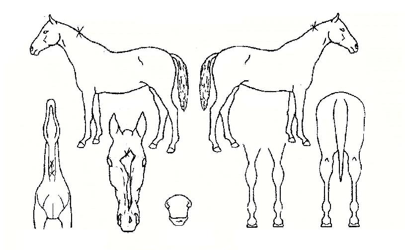 ¶óÀÌÆ®Ä¹ÀÇ Ãø¸é,¿ì¸é,µÞ¸é,µÎ»ó,´Ù¸®ÀÇ Æ¯Â¡µµÇØ