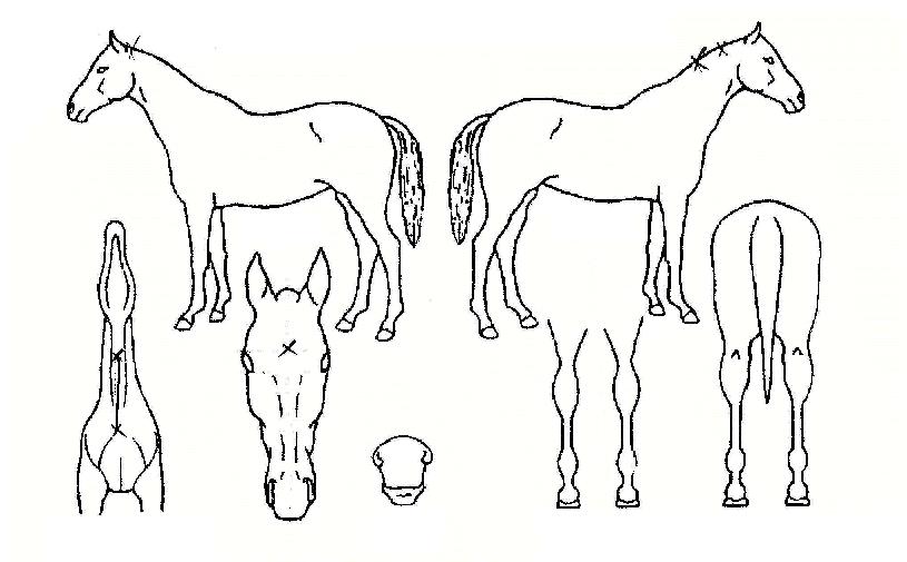 ¿ø´ëdzÀÇ Ãø¸é,¿ì¸é,µÞ¸é,µÎ»ó,´Ù¸®ÀÇ Æ¯Â¡µµÇØ