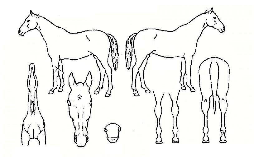 ÆÄ°íÀÇ Ãø¸é,¿ì¸é,µÞ¸é,µÎ»ó,´Ù¸®ÀÇ Æ¯Â¡µµÇØ