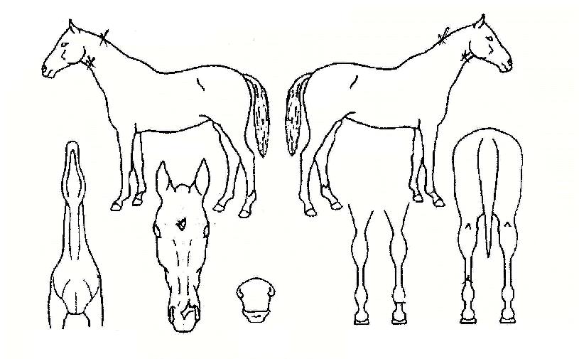 ·°Å°ÇϿ콺ÀÇ Ãø¸é,¿ì¸é,µÞ¸é,µÎ»ó,´Ù¸®ÀÇ Æ¯Â¡µµÇØ