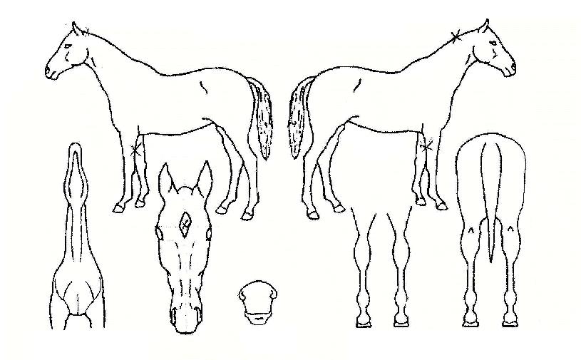 ±¤º¹ÀÚ¸¶ÀÇ Ãø¸é,¿ì¸é,µÞ¸é,µÎ»ó,´Ù¸®ÀÇ Æ¯Â¡µµÇØ