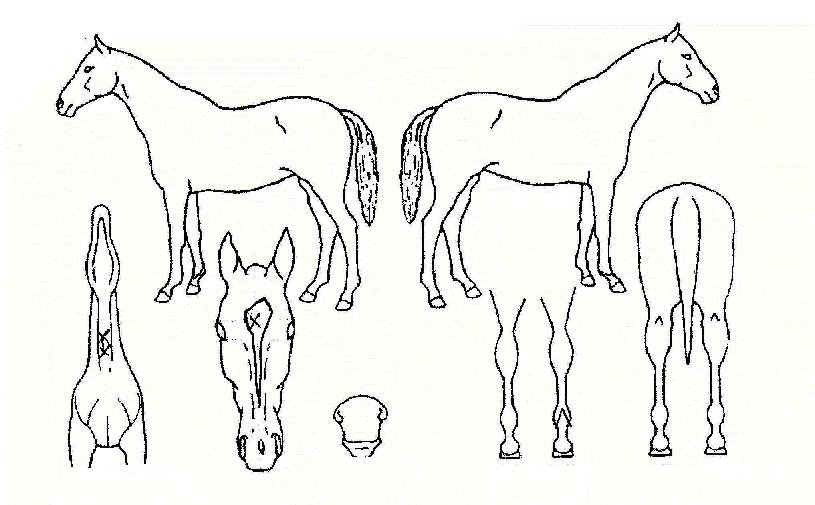 丮¾ùÀÇ Ãø¸é,¿ì¸é,µÞ¸é,µÎ»ó,´Ù¸®ÀÇ Æ¯Â¡µµÇØ