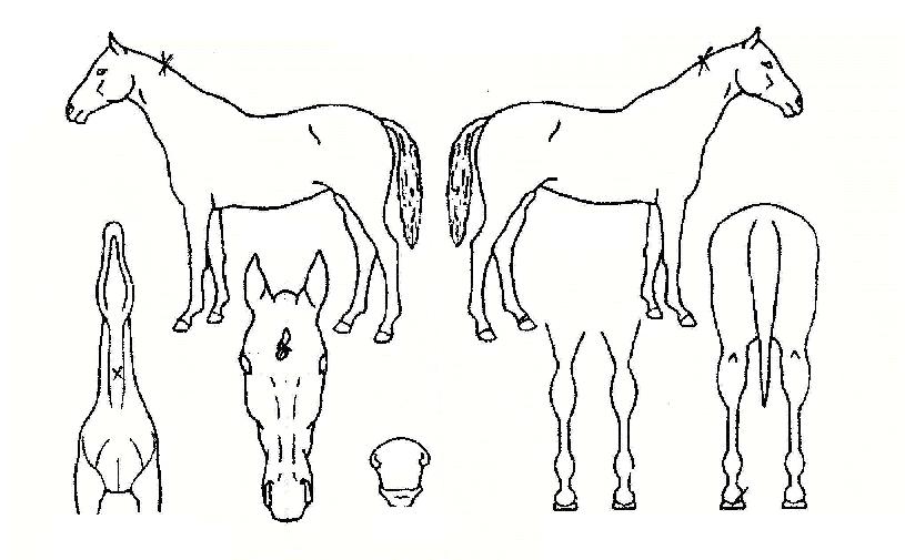 ¶óÀÌÁî¾î¹öºêÀÇ Ãø¸é,¿ì¸é,µÞ¸é,µÎ»ó,´Ù¸®ÀÇ Æ¯Â¡µµÇØ