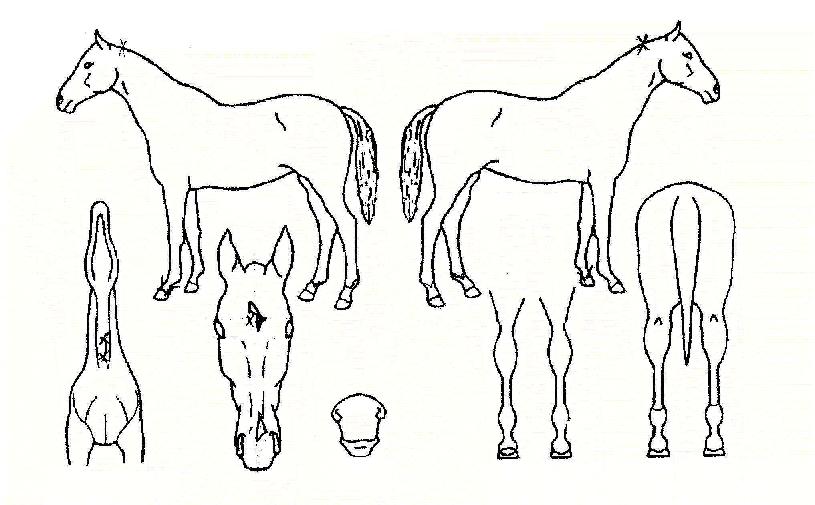 ¹ØÀδõ½¦µµ¿ìÁîÀÚ¸¶ÀÇ Ãø¸é,¿ì¸é,µÞ¸é,µÎ»ó,´Ù¸®ÀÇ Æ¯Â¡µµÇØ