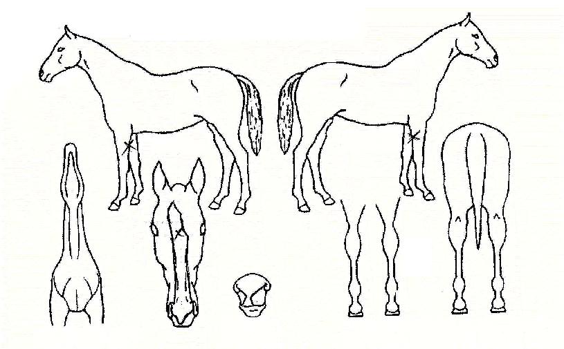 Çϵå¾îÅÃÀÇ Ãø¸é,¿ì¸é,µÞ¸é,µÎ»ó,´Ù¸®ÀÇ Æ¯Â¡µµÇØ