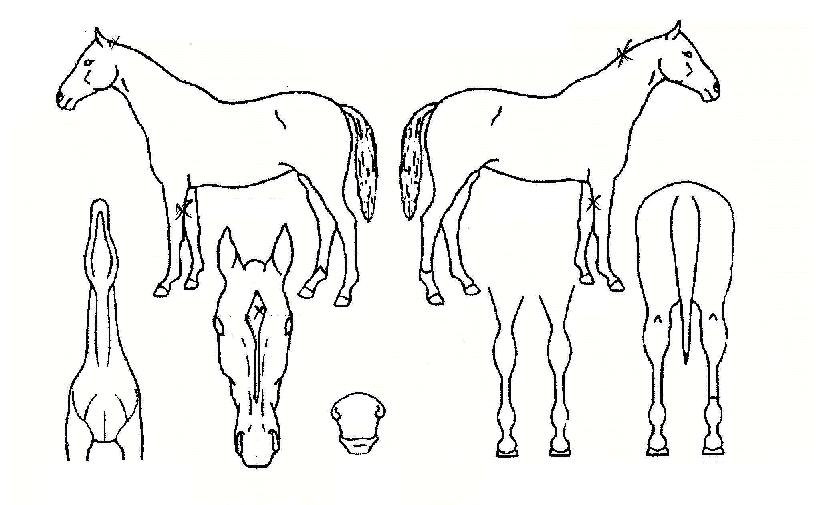 ¿Ã¿þÀÌÀÇ Ãø¸é,¿ì¸é,µÞ¸é,µÎ»ó,´Ù¸®ÀÇ Æ¯Â¡µµÇØ