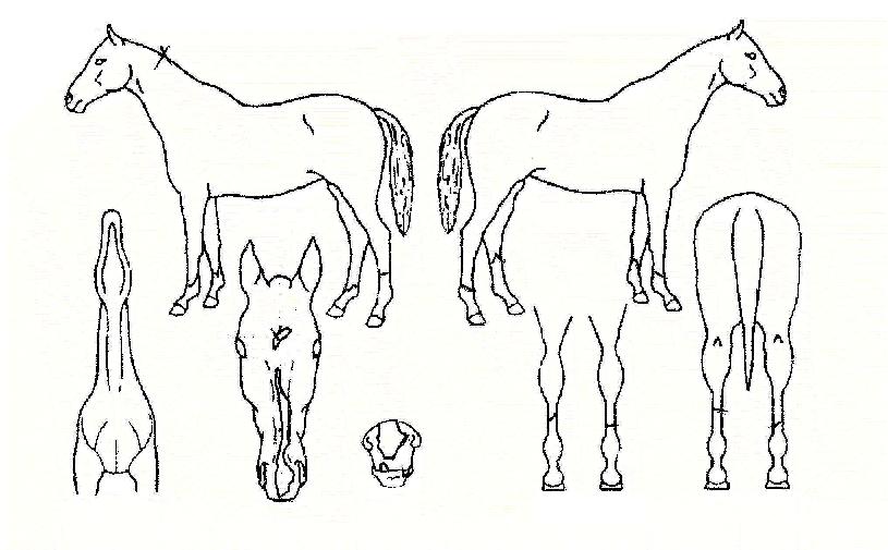 ·Î¾âĹÀÇ Ãø¸é,¿ì¸é,µÞ¸é,µÎ»ó,´Ù¸®ÀÇ Æ¯Â¡µµÇØ