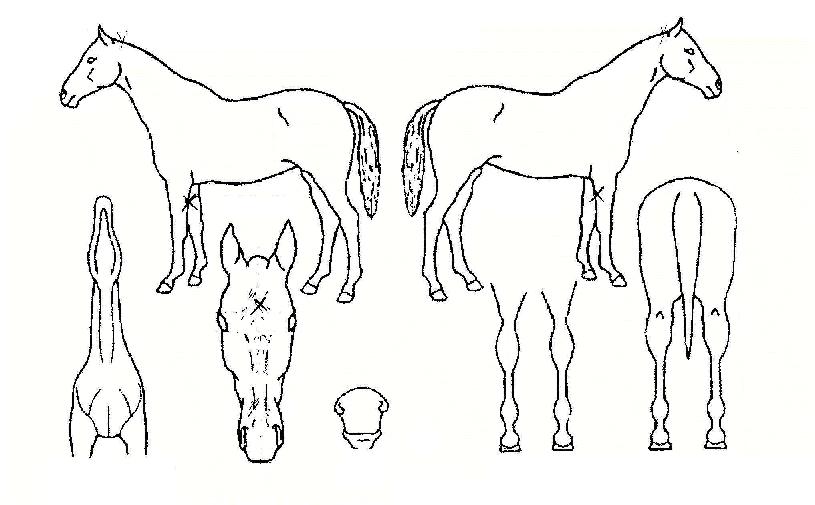 ¹èƲũ·çÀúÀÇ Ãø¸é,¿ì¸é,µÞ¸é,µÎ»ó,´Ù¸®ÀÇ Æ¯Â¡µµÇØ