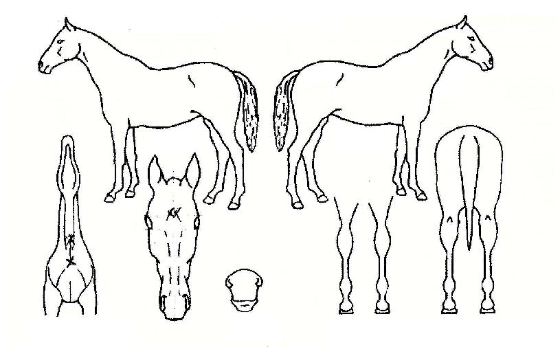 ºí·ç¹öµåÀÇ Ãø¸é,¿ì¸é,µÞ¸é,µÎ»ó,´Ù¸®ÀÇ Æ¯Â¡µµÇØ