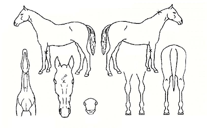 ½Â´Þ»êÀÇ Ãø¸é,¿ì¸é,µÞ¸é,µÎ»ó,´Ù¸®ÀÇ Æ¯Â¡µµÇØ