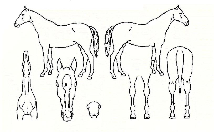 ÇѸ¶À½ÇѶæÀÇ Ãø¸é,¿ì¸é,µÞ¸é,µÎ»ó,´Ù¸®ÀÇ Æ¯Â¡µµÇØ