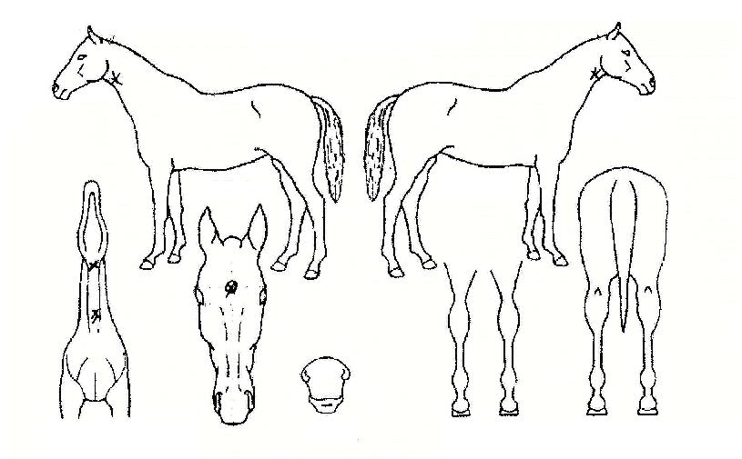 ºñ¼úÀÇ Ãø¸é,¿ì¸é,µÞ¸é,µÎ»ó,´Ù¸®ÀÇ Æ¯Â¡µµÇØ